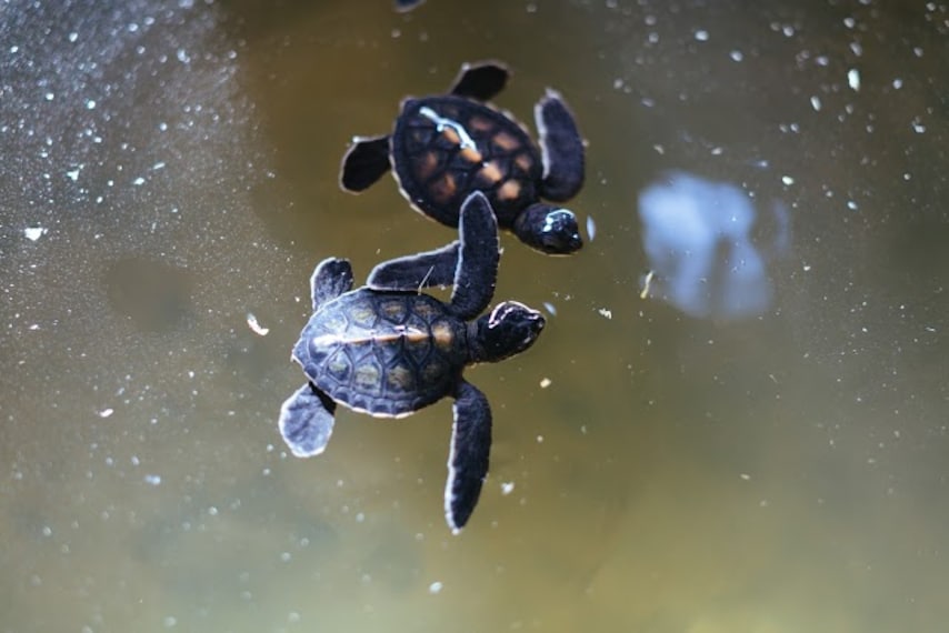 Kosgoda Sea Turtle Conservation Project-2
